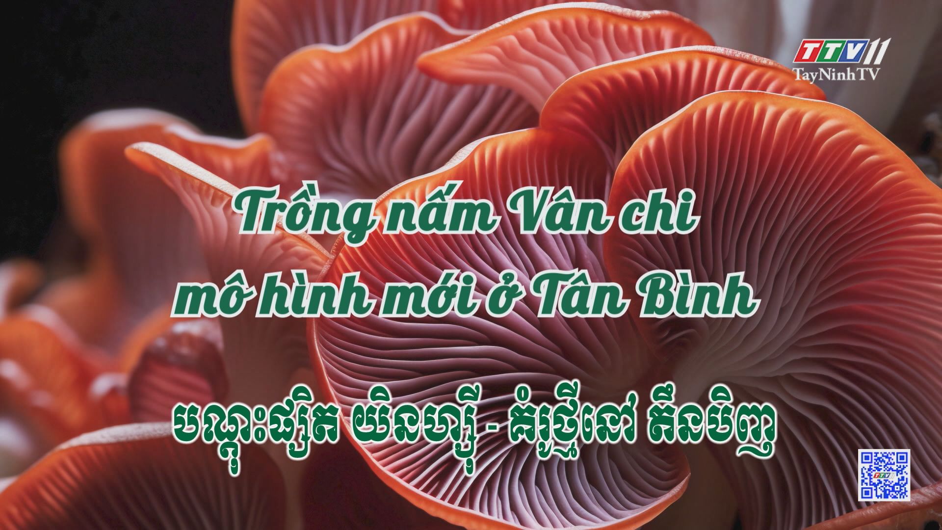 Trồng nấm Vân Chi - mô hình mới ở Tân Bình | NÔNG NGHIỆP TÂY NINH | TayNinhTVToday